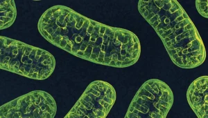 EXCLUSIF : des scientifiques prouvent que les mitochondries sont en réalité de mauvaise humeur le lundi